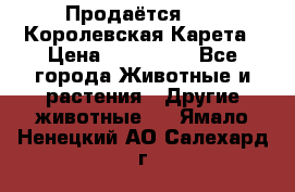 Продаётся!     Королевская Карета › Цена ­ 300 000 - Все города Животные и растения » Другие животные   . Ямало-Ненецкий АО,Салехард г.